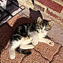 kitten, cat, pet, animal, outdoor, sunlight, brick_wall, paving_stones, curious, young, fur, whiskers, paw, relaxed, small, cute, shadow, texture, nature, daylight