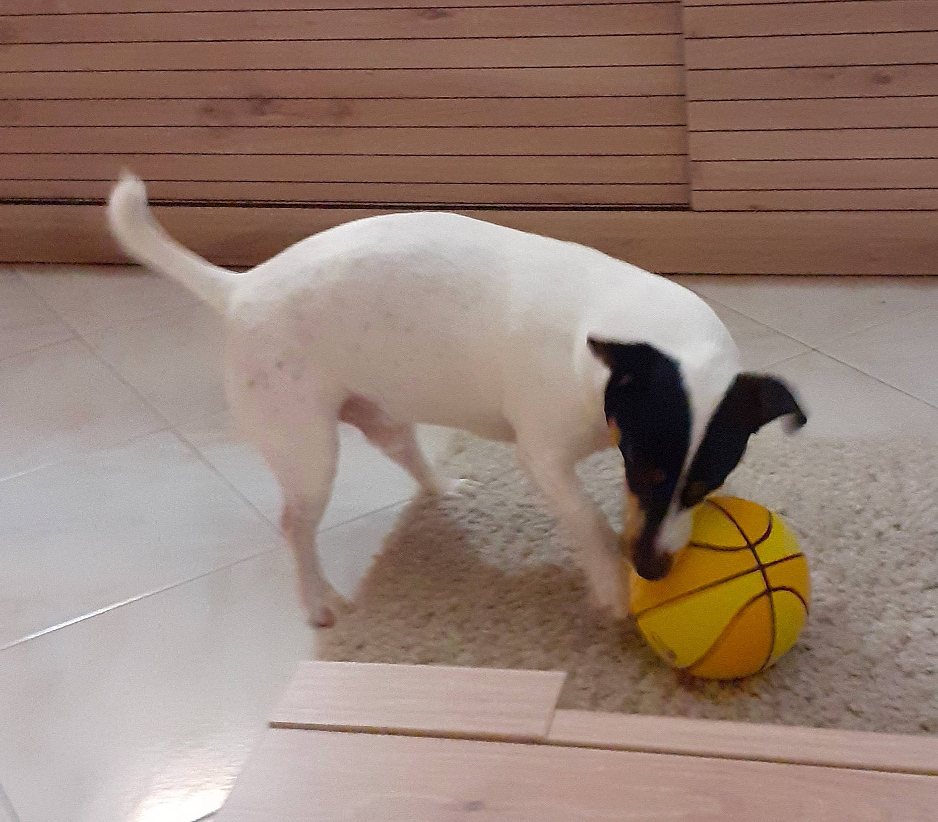 Lucien a rejoint le concours — aidez-le/la à gagner de superbes lots ! ball, carnivore, companion_dog, dog, dog_breed, flooring, football, hardwood, non_sporting_group, paw, pet_supply, sports_toy, tail, toy, wood, working_animal, working_dog
