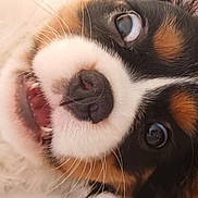 Ana a rejoint le concours — aidez-le/la à gagner de superbes lots ! puppy, dog, close_up, tricolor, cute, pet, animal, mouth_open, face, fur, whiskers, lying_down, soft_surface, phone_screenshot, gallery, notification, app_interface, indoor, portrait, eyes