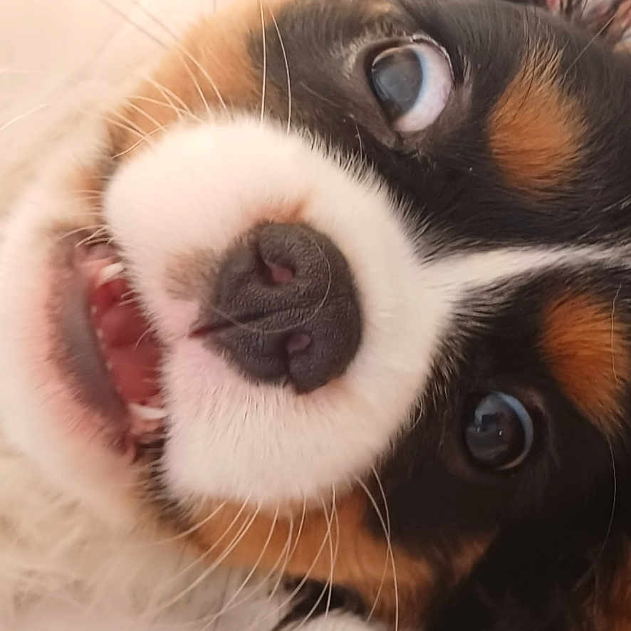 Ana a rejoint le concours — aidez-le/la à gagner de superbes lots ! puppy, dog, close_up, tricolor, cute, pet, animal, mouth_open, face, fur, whiskers, lying_down, soft_surface, phone_screenshot, gallery, notification, app_interface, indoor, portrait, eyes
