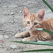 Tigrou a rejoint le concours — aidez-le/la à gagner de superbes lots ! kitten, cat, orange_tabby, animal, pet, outdoor, grass, dirt, young, cute, feline, whiskers, ears, paws, nature, curious, laying, green, eyes, playful
