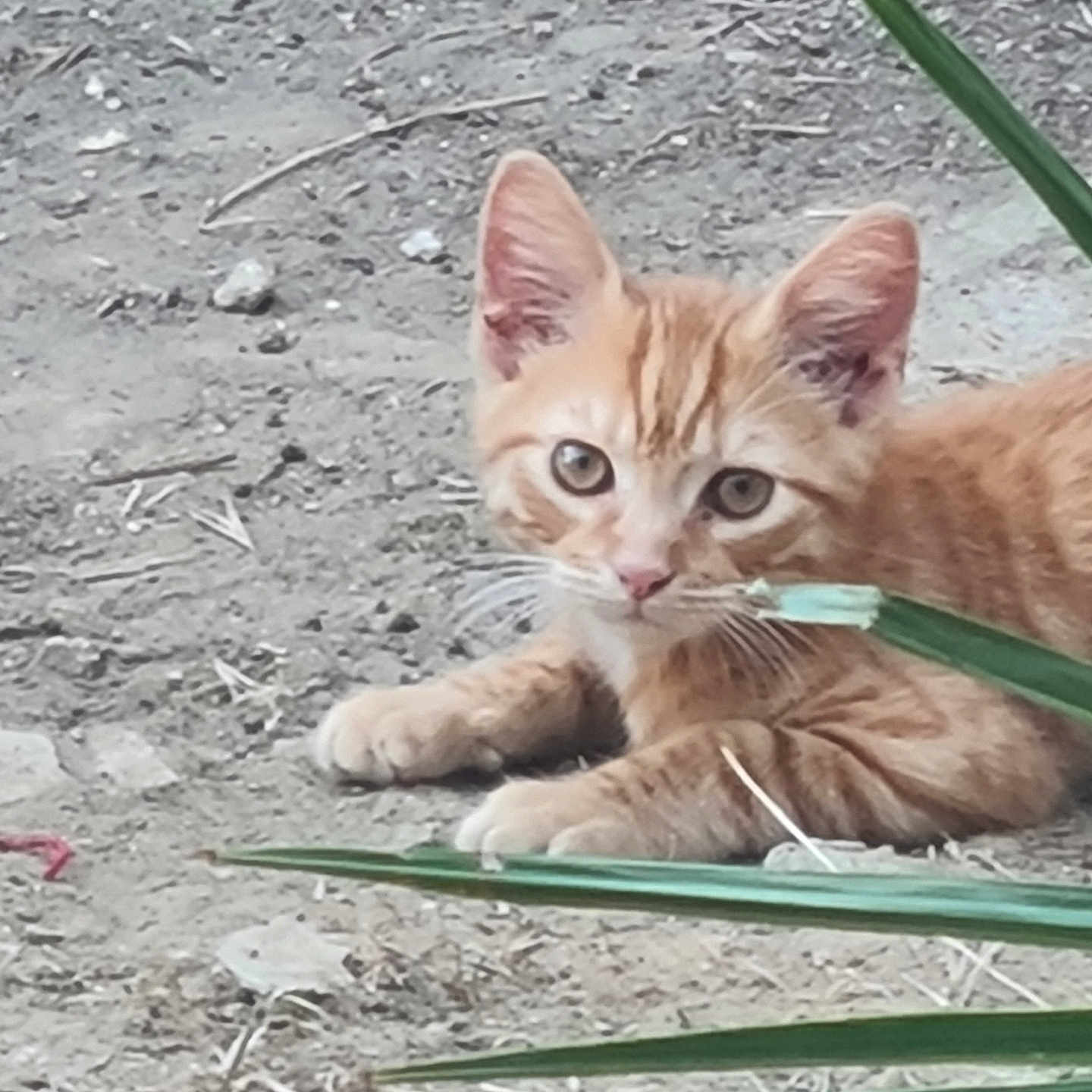 Tigrou