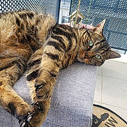 Roulio participe au concours pour gagner de l'argent avec cette photo : birdhouse, cat, claws, closeup, cushion, decor, feline, gray_fabric, green_eyes, lounging, metal_screen, outdoor, paws, pet, relaxed, stretching, sunlight, tabby, tile_floor, whiskers