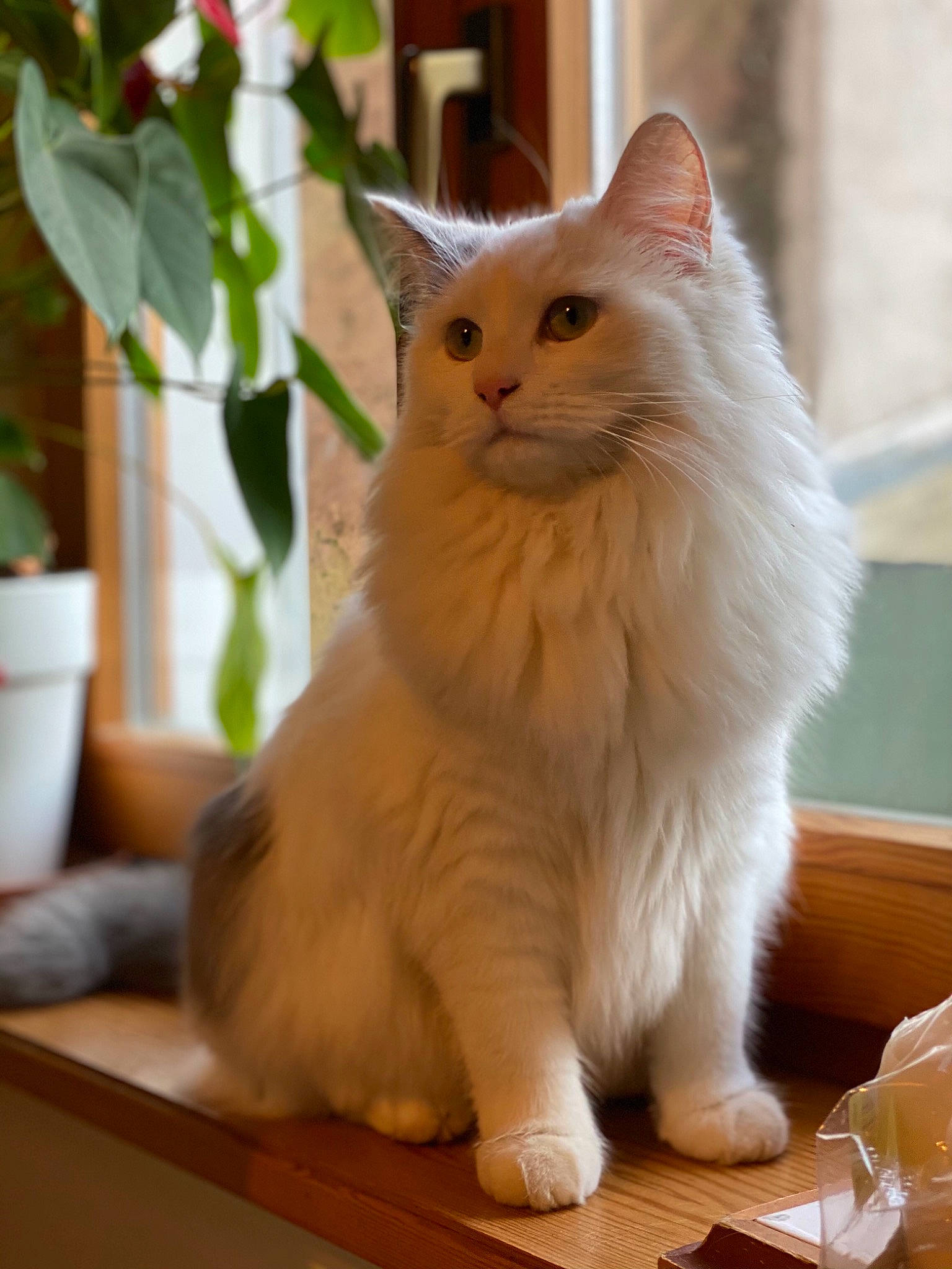 Hippie participe au concours pour gagner de l'argent avec cette photo : british_longhair, carnivore, cat, claw, coffee_cup, fawn, felidae, flowerpot, fur, hardwood, houseplant, paw, plant, small_to_medium_sized_cats, snout, tableware, tail, whiskers, window, wood