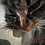 cat, whiskers, close_up, fur, nose, muzzle, portrait, pet, domestic_cat, sleeping, eyes_half_closed, indoor, macro, whisker_detail, brown_tabby, long_hair, whiskers_front, shadow, wall, cozy