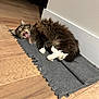 cat, feline, pet, long_hair, fluffy, tongue, yawning, paws, white_paws, whiskers, mat, felt_mat, hardwood_floor, baseboard, wall, indoor, relaxed, laying_down, cozy, home_interior