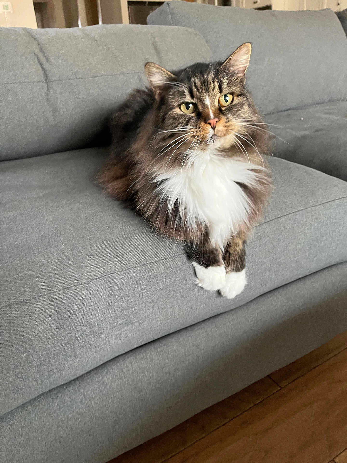 Pink is registered to the contest to win money with this photo: cat, tabby_cat, long_hair, white_chest, white_paws, couch, sofa, furniture, indoor, pet, domestic_animal, whiskers, paws, fur, feline, portrait, sitting, living_room, gray, cozy