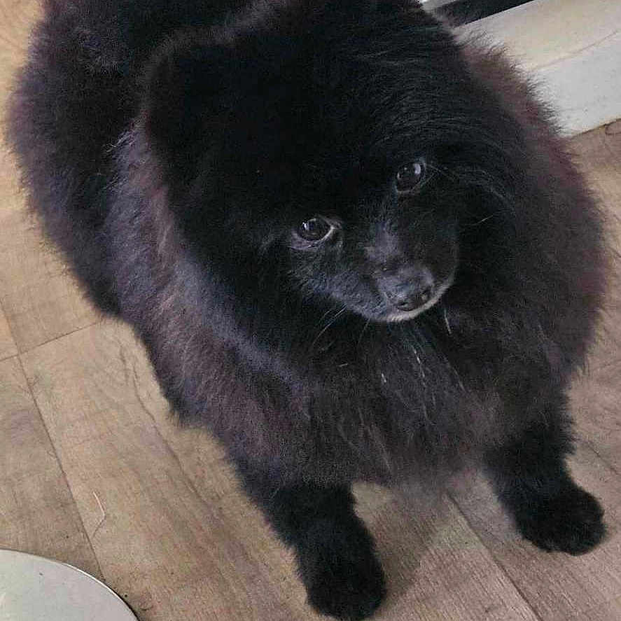 Patricia participe au concours pour gagner de l'argent avec cette photo : angora, animal, blackcat, canine, cat, chow, dog, hardwood, indoors, interiordesign, manx, newfoundland, pet, puppy, wood