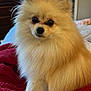 dog, pomeranian, fluffy, pet, indoor, blanket, red_blanket, portrait, animal, furry, cute, small_dog, face, eyes, nose, ears, living_room, television, hockey, cozy