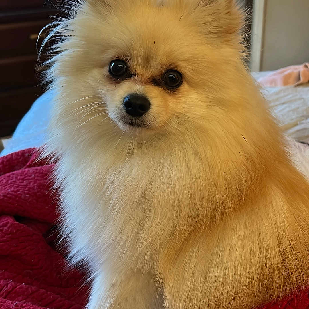 Peanut is registered to the contest to win money with this photo: animal, blanket, cozy, cute, dog, ears, eyes, face, fluffy, furry, hockey, indoor, living_room, nose, pet, pomeranian, portrait, red_blanket, small_dog, television
