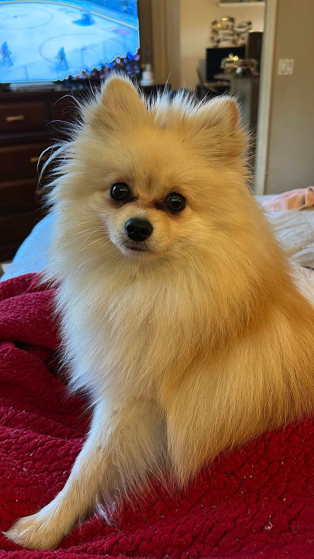 Peanut is registered to the contest to win money with this photo: dog, pomeranian, fluffy, pet, indoor, blanket, red_blanket, portrait, animal, furry, cute, small_dog, face, eyes, nose, ears, living_room, television, hockey, cozy