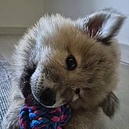 Buck participe au concours pour gagner de l'argent avec cette photo : adorable, ball, braided_ball, brown, carpet, chewing, close_up, cream, dog, floor, floppy_ears, fluffy, fur, indoor, open_mouth, paws, playing, portrait, puppy, toy
