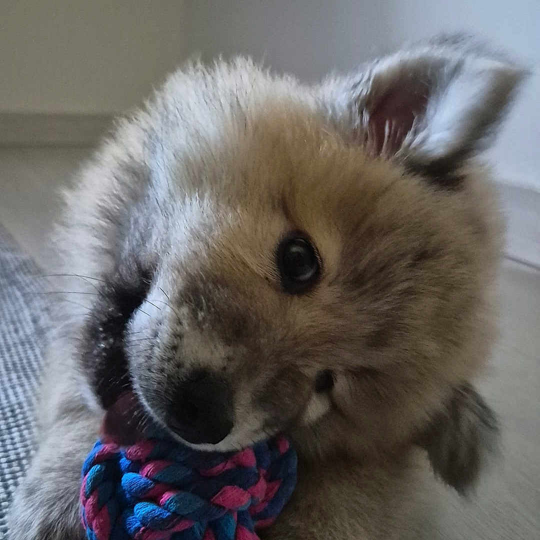 Buck participe au concours pour gagner de l'argent avec cette photo : adorable, ball, braided_ball, brown, carpet, chewing, close_up, cream, dog, floor, floppy_ears, fluffy, fur, indoor, open_mouth, paws, playing, portrait, puppy, toy