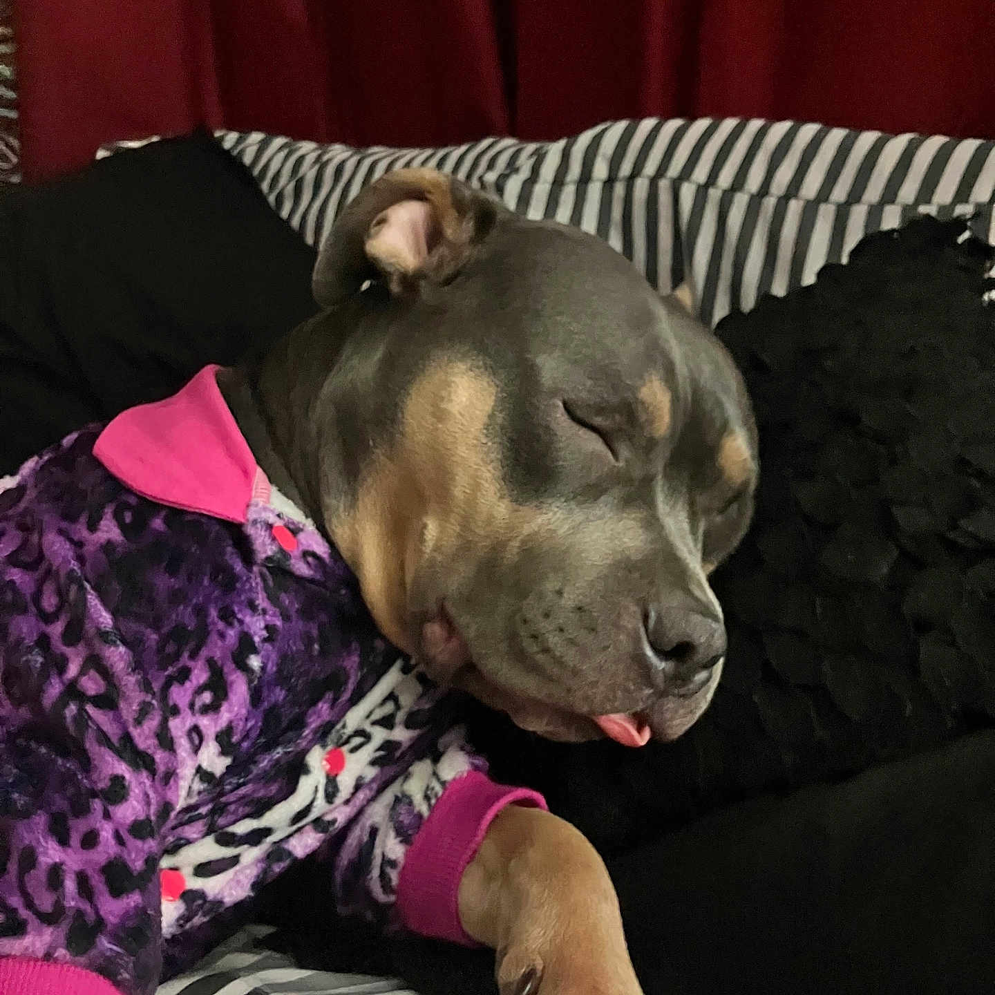 Myka Blu is registered to the contest to win money with this photo: animal, black_pillow, canine, couch, cozy, cute, dog, fur, indoor, leopard_print, pajamas, paw, pet, pink, purple, relaxed, resting, sleeping, striped, tongue_out