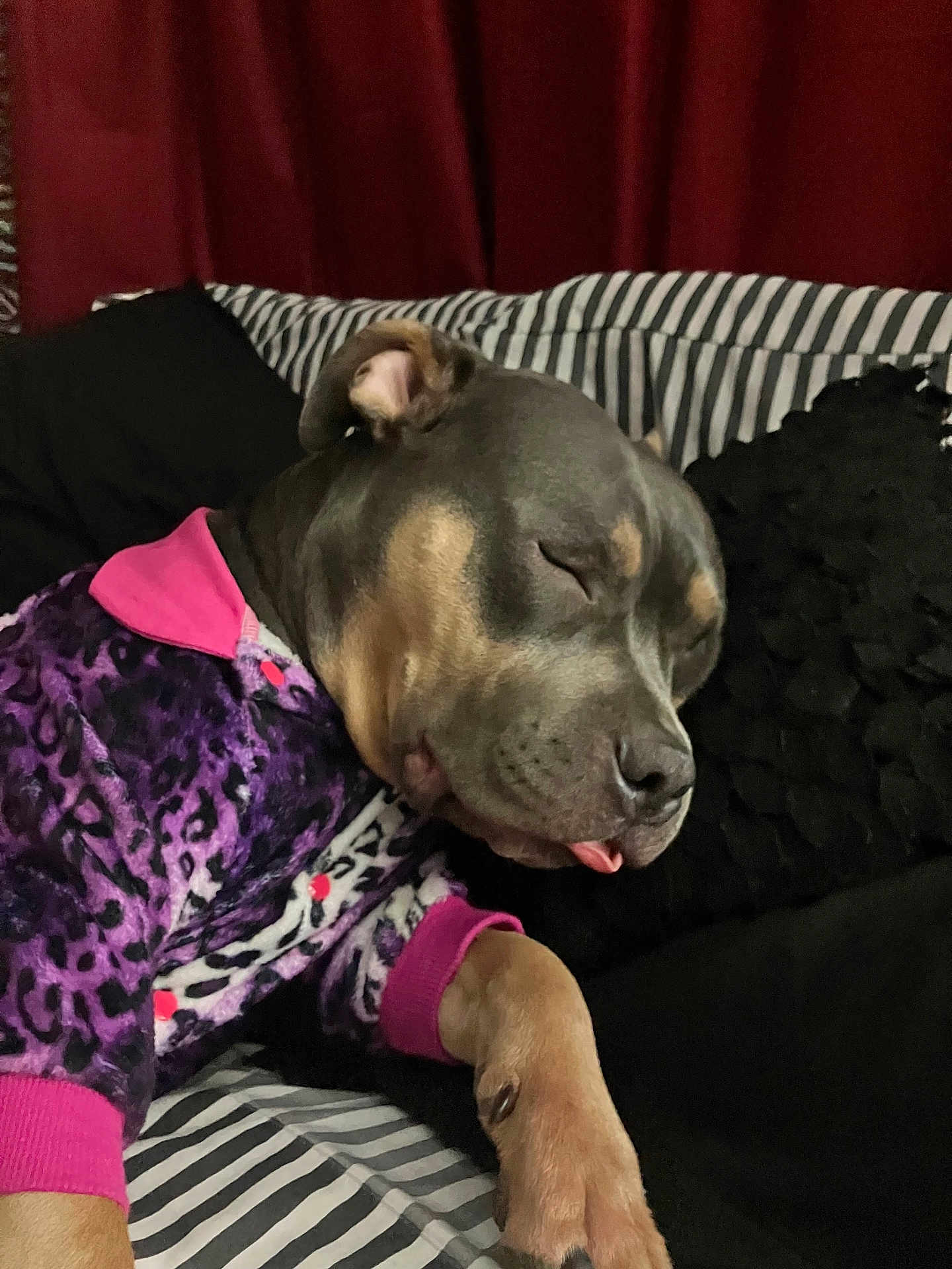 Myka Blu is registered to the contest to win money with this photo: dog, sleeping, pajamas, purple, pink, leopard_print, couch, striped, black_pillow, pet, resting, indoor, cozy, tongue_out, paw, fur, canine, relaxed, animal, cute