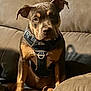 Myka Blu is registered to the contest to win money with this photo: dog, puppy, harness, couch, indoor, pet, brown_fur, seated, looking_at_camera, canine, domestic_animal, furniture, cozy, home, animal, portrait, young_dog, watchful, companion, relaxed