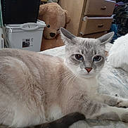 Ladybug joined the competition — help win amazing prizes! cat, siamese_cat, white_cat, bedspread, teddy_bear, dresser, bin, indoor, furniture, pet, animal, relaxed, fur, face, paw, resting, cozy, closeup, mammal, domestic_animal