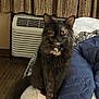 Luna joined the competition — help win amazing prizes! cat, tortoiseshell, indoor, bed, blanket, jacket, curtains, air_conditioner, furniture, pet, animal, fur, mammal, whiskers, looking, sitting, cozy, domestic, home, calm