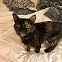 Luna is registered to the contest to win money with this photo: cat, tortoiseshell_cat, bed, blanket, fur, pet, indoor, animal, whiskers, yellow_eyes, collar, feline, curious, domestic_cat, bedroom, soft_texture, sleeping_area, cute, alert, cozy
