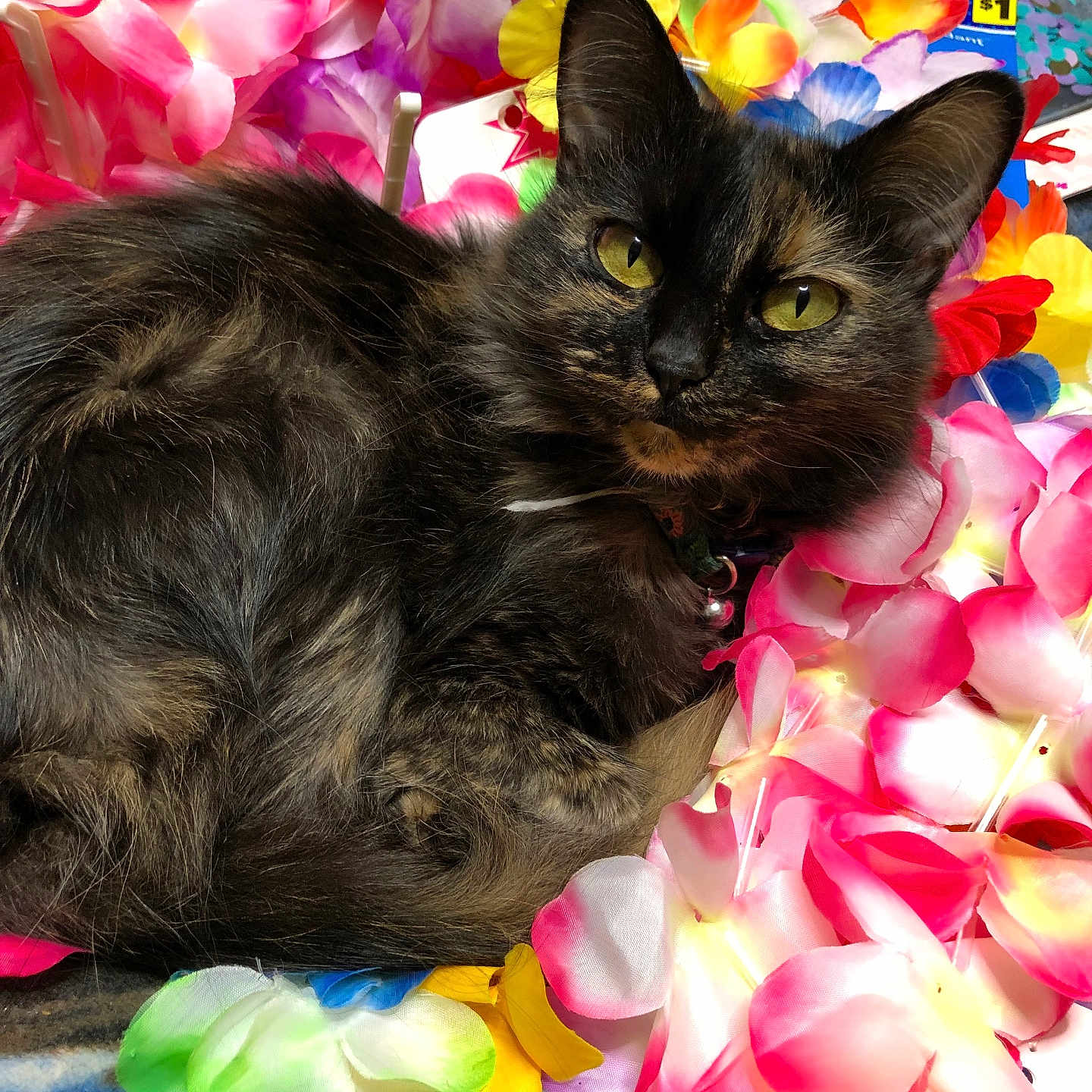 Luna is registered to the contest to win money with this photo: animal, artificial_flowers, cat, close_up, colorful, feline, flower_petals, fluffy, green, indoor, pet, pink, purple, relaxed, resting, soft_texture, tortoiseshell_cat, vibrant_colors, yellow, yellow_eyes