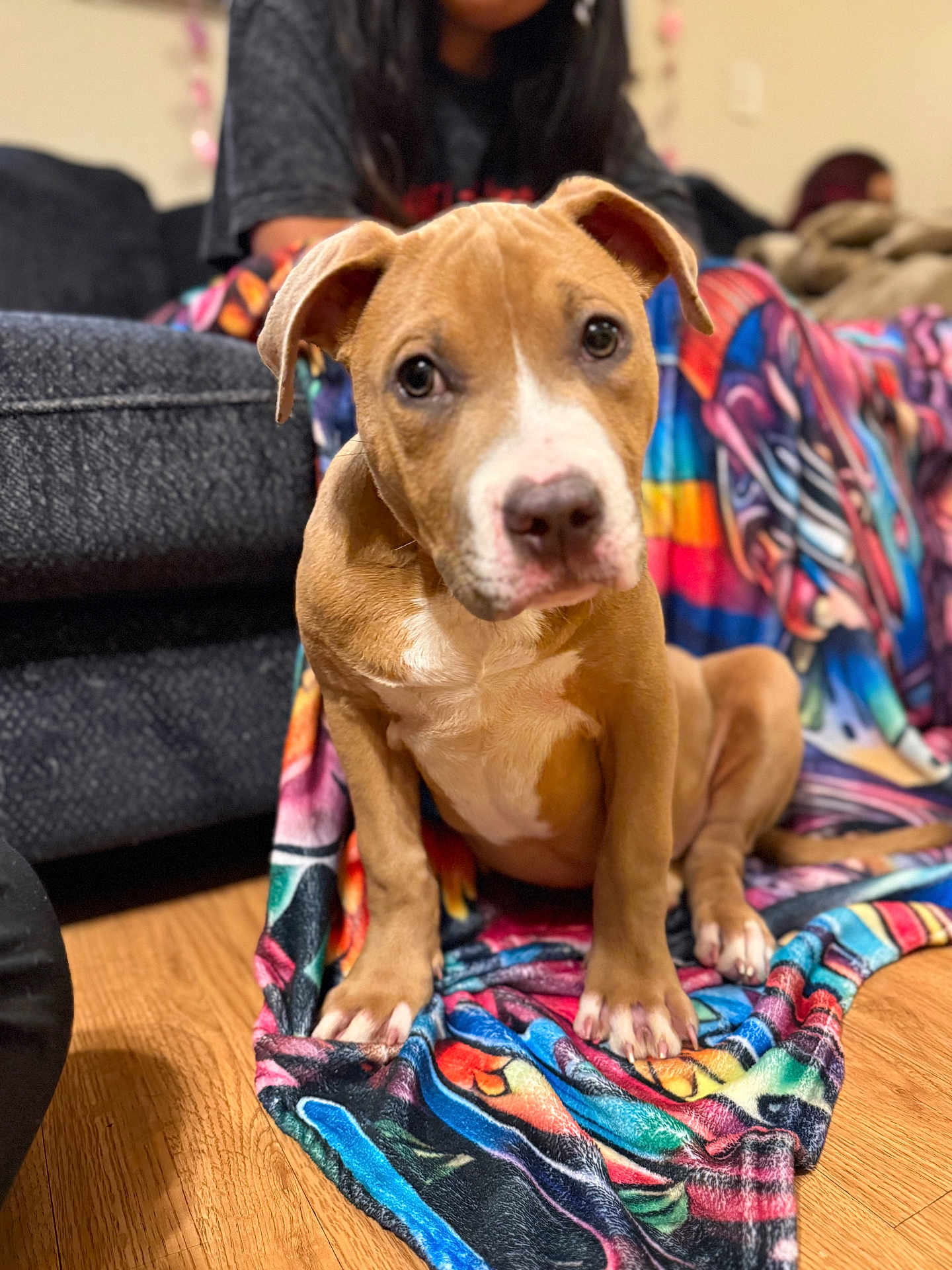 Mr.beffy joined the competition — help win amazing prizes! puppy, dog, brown_dog, white_markings, blanket, colorful, floor, wooden_floor, indoor, couch, person, sitting, pet, young_dog, cute, animal, domestic_animal, portrait, home, cozy