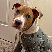 Mr.beffy is registered to the contest to win money with this photo: dog, puppy, hoodie, clothing, carpet, indoor, door, tattoo, leg, pet, animal, cute, sitting, curious, brown, white, peace_sign, ears, face, portrait