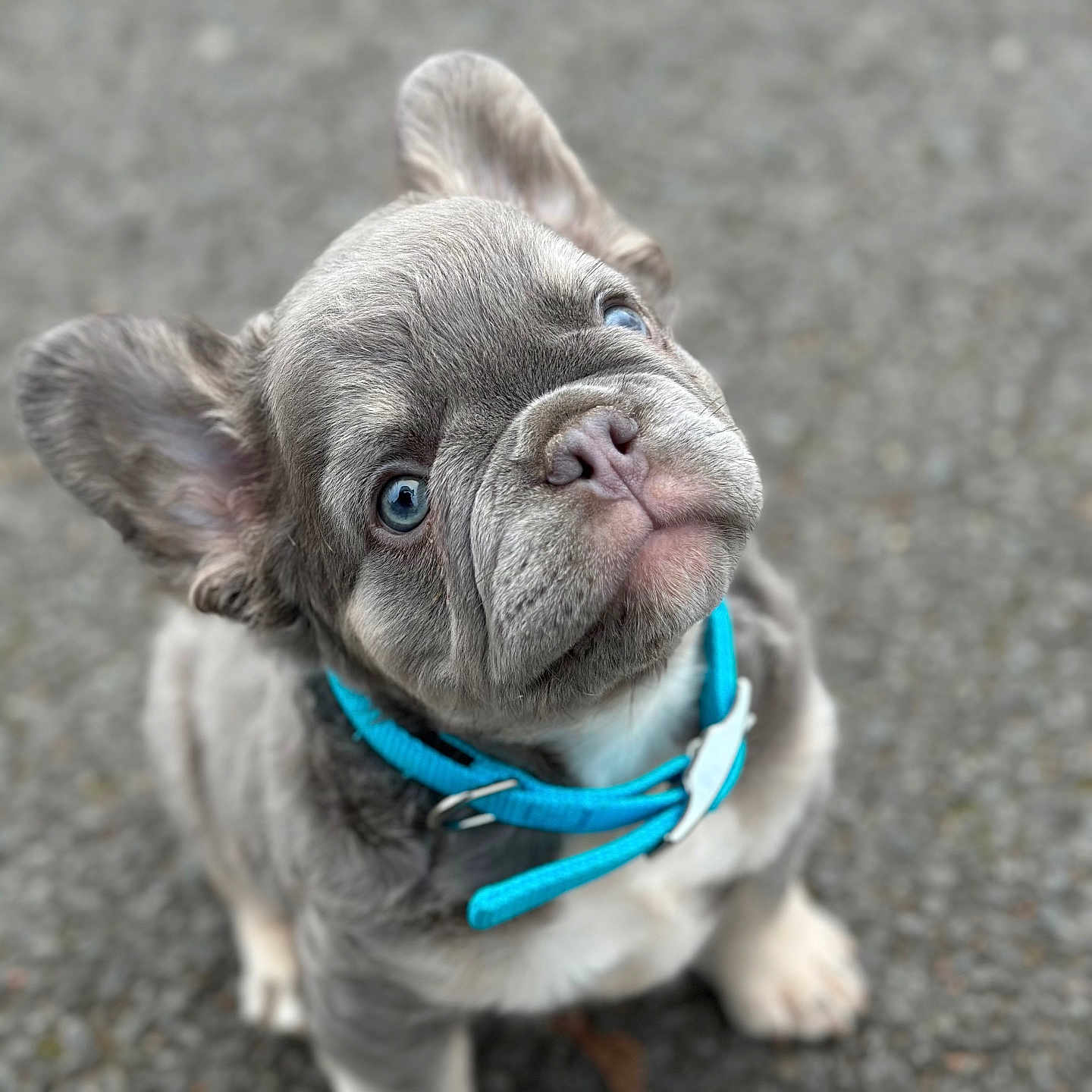 Simon participe au concours pour gagner de l'argent avec cette photo : accessories, animal, boxer, bulldog, canine, collar, dog, frenchbulldog, leash, pet, pitbull, puppy, snout, strap, whitedog