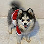 animal, black, blanket, christmas, costume, cute, dog, ears, face, fluffy, fur, happy, holiday, indoor, pet, pomeranian, santa_outfit, smiling, tail, white