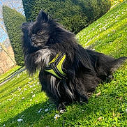 Jungki a rejoint le concours — aidez-le/la à gagner de superbes lots ! dog, black_dog, fluffy, grass, green_harness, flowers, hedge, outdoor, sunny, nature, pet, canine, portrait, garden, daylight, animal, grass_field, leisure, cute, park