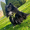 dog, black_dog, fluffy, grass, green_harness, flowers, hedge, outdoor, sunny, nature, pet, canine, portrait, garden, daylight, animal, grass_field, leisure, cute, park