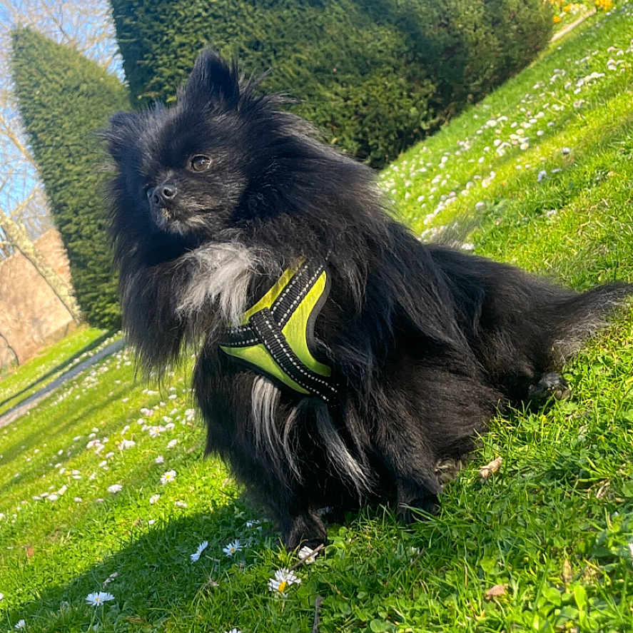 Jungki