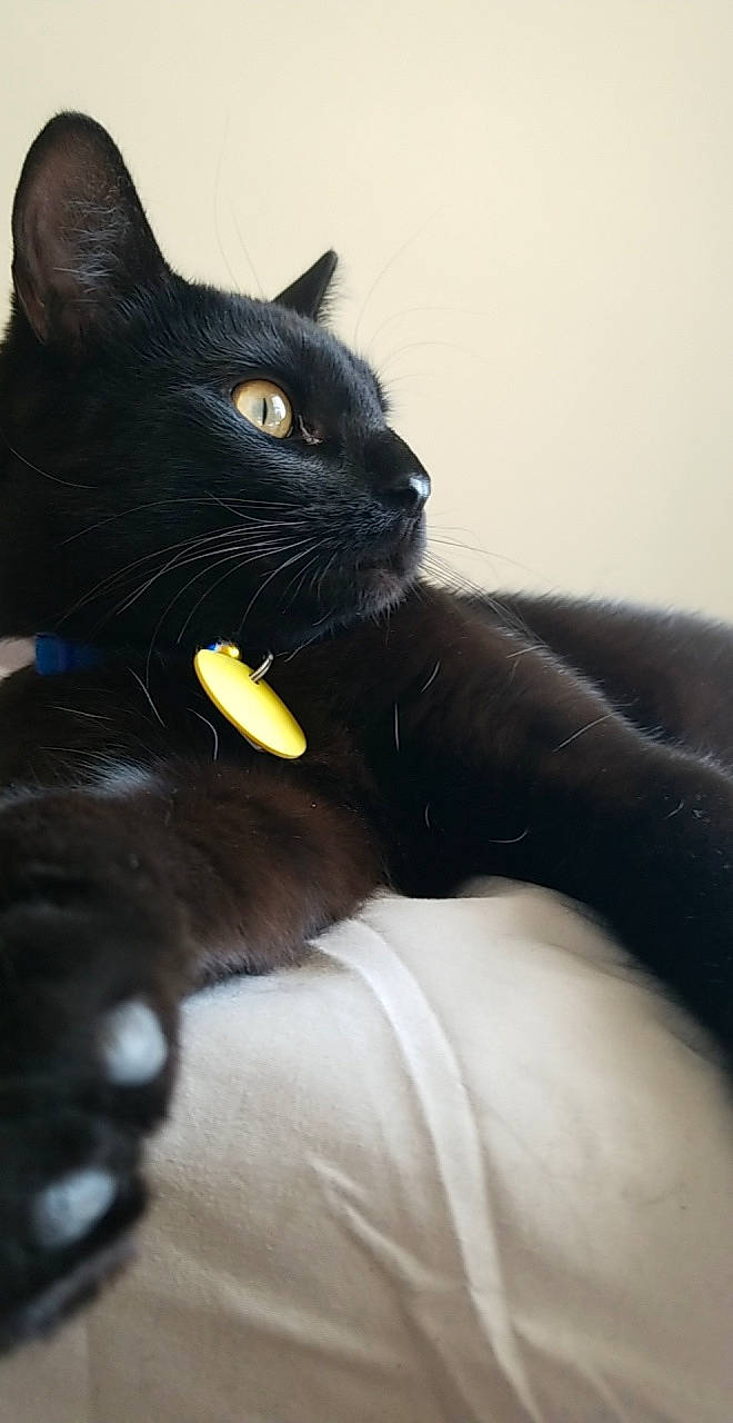 Homer is registered to the contest to win money with this photo: black, black_cat, bombay, burmese, carnivore, cat, domestic_short_haired_cat, felidae, havana_brown, mammal, small_to_medium_sized_cats, snout, whiskers