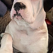 Petey joined the competition — help win amazing prizes! animal, black_ears, canine, close_up, companion, couch, cozy, dog, domestic, face, fur, home, indoor, nose, paw, pet, portrait, relaxed, sitting, white_dog