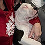 Petey joined the competition — help win amazing prizes! animal, black_and_white, casual, close_up, comfort, companion, couch, cozy, dog, domestic, hand, home, indoor, nap, person, pet, red_hoodie, relaxing, resting, sleeping