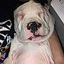 Petey is registered to the contest to win money with this photo: animal, black_spots, close_up, comfort, cute, dog, face, fur, graphic, indoor, nose, person, pet, pink, puppy, relaxed, resting, shirt, sleeping, snout