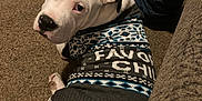 Petey is registered to the contest to win money with this photo: animal, black_and_white, canine, carpet, companion, couch, cozy, cute, dog, domestic, floor, home, indoor, jeans, looking_back, person, pet, relaxed, resting, sweater