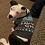 animal, black_and_white, canine, carpet, companion, couch, cozy, cute, dog, domestic, floor, home, indoor, jeans, looking_back, person, pet, relaxed, resting, sweater