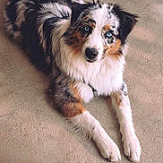 B'Aïka a rejoint le concours — aidez-le/la à gagner de superbes lots ! dog, australian_shepherd, puppy, pet, animal, fluffy, long_hair, blue_eyes, tricolor, black_and_white, brown, lying_down, carpet, indoors, portrait, looking_at_camera, cute, adorable, photo_editing, smartphone_screen