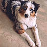 dog, australian_shepherd, puppy, pet, animal, fluffy, long_hair, blue_eyes, tricolor, black_and_white, brown, lying_down, carpet, indoors, portrait, looking_at_camera, cute, adorable, photo_editing, smartphone_screen
