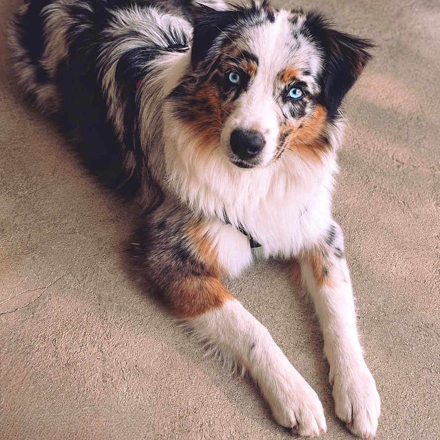 B'Aïka a rejoint le concours — aidez-le/la à gagner de superbes lots ! dog, australian_shepherd, puppy, pet, animal, fluffy, long_hair, blue_eyes, tricolor, black_and_white, brown, lying_down, carpet, indoors, portrait, looking_at_camera, cute, adorable, photo_editing, smartphone_screen