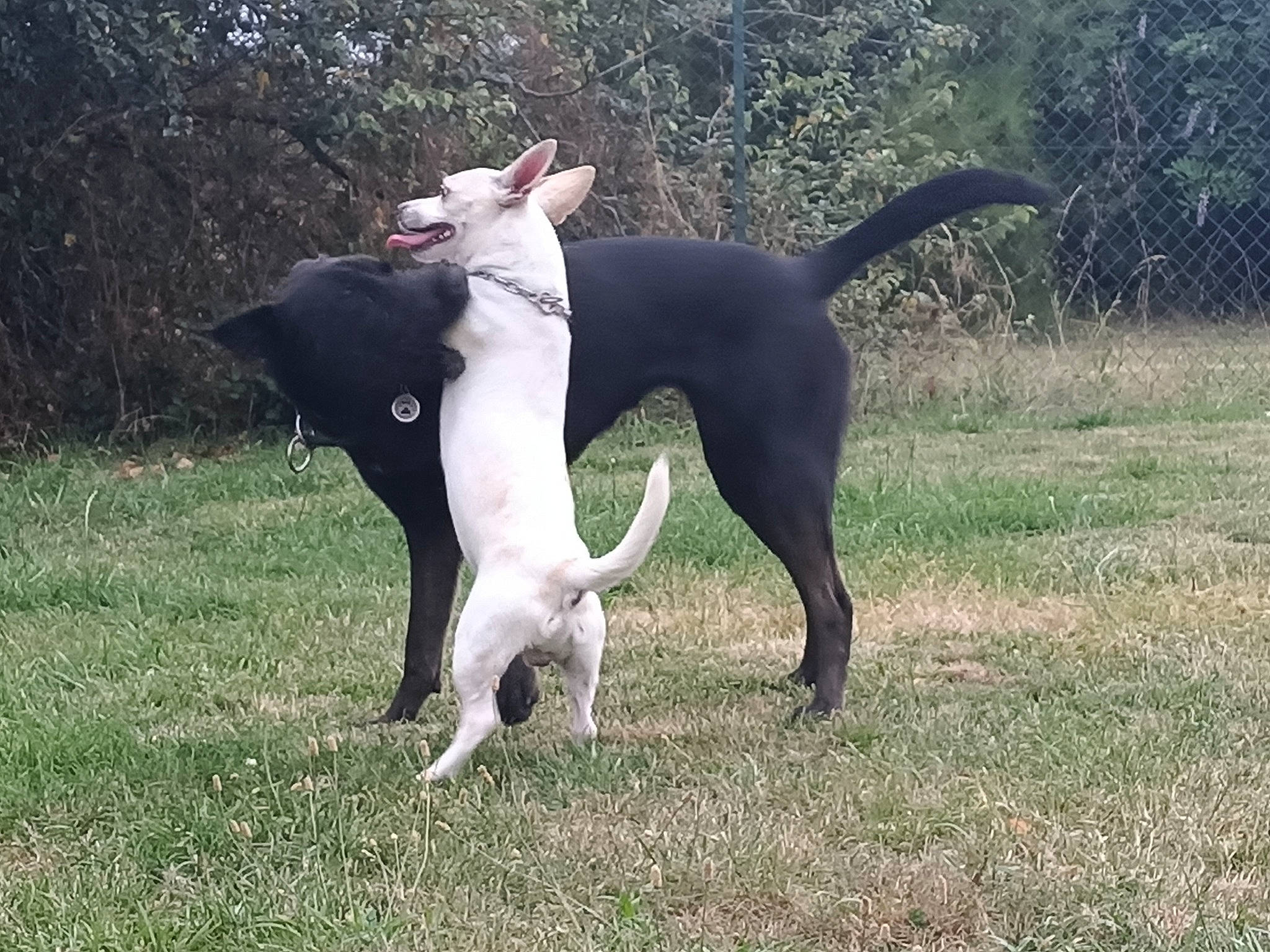 Olga a rejoint le concours — aidez-le/la à gagner de superbes lots ! borador, canidae, carnivore, cretan_hound, dog, dog_breed, eurohound, feist, hunting_dog, karelian_bear_dog, mammal, mcnab, non_sporting_group, sporting_group, tail, vertebrate