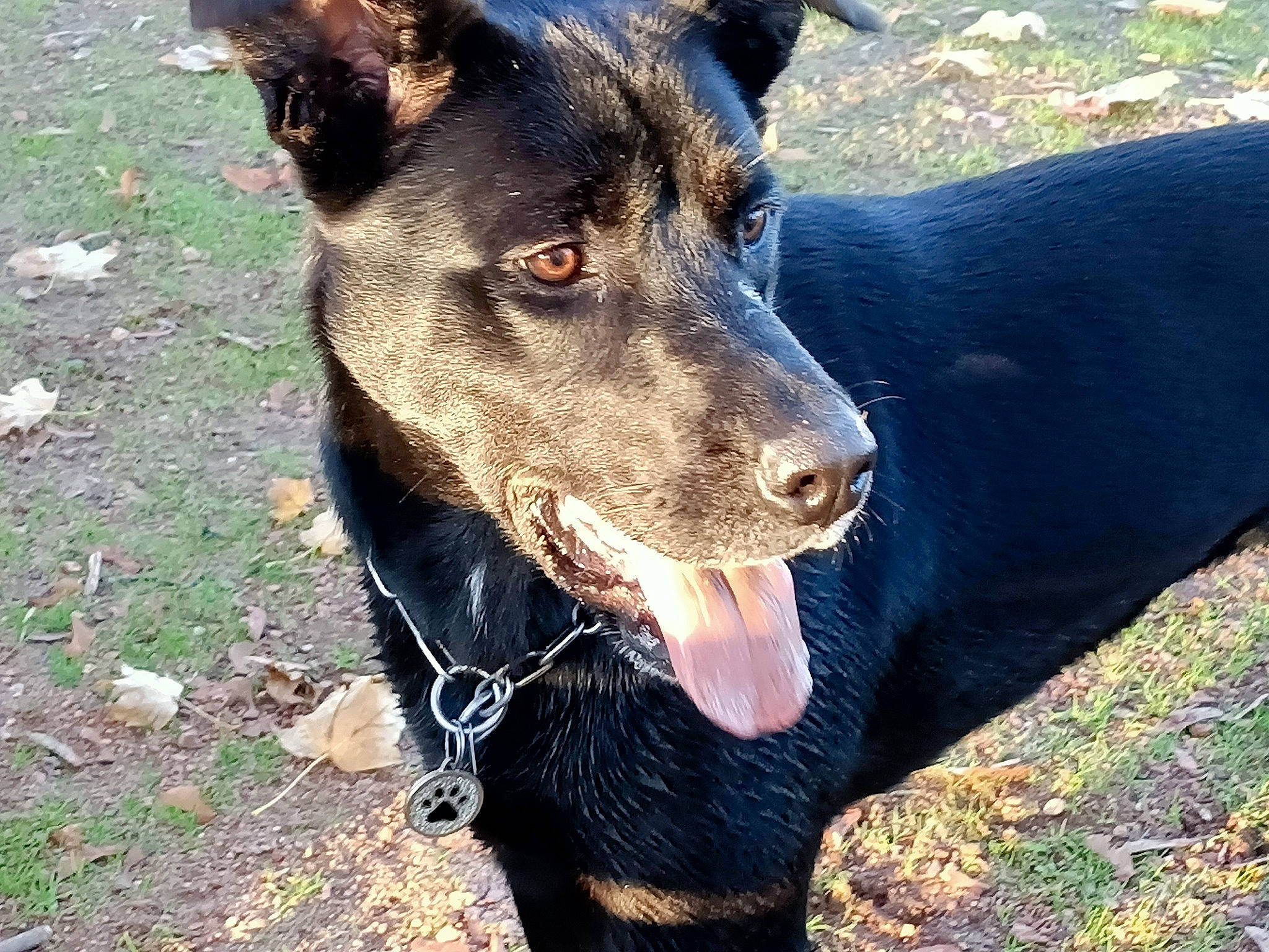 Olga a rejoint le concours — aidez-le/la à gagner de superbes lots ! beauceron, canidae, carnivore, dog, dog_breed, guard_dog, huntaway, hunting_dog, mammal, sporting_group, vertebrate