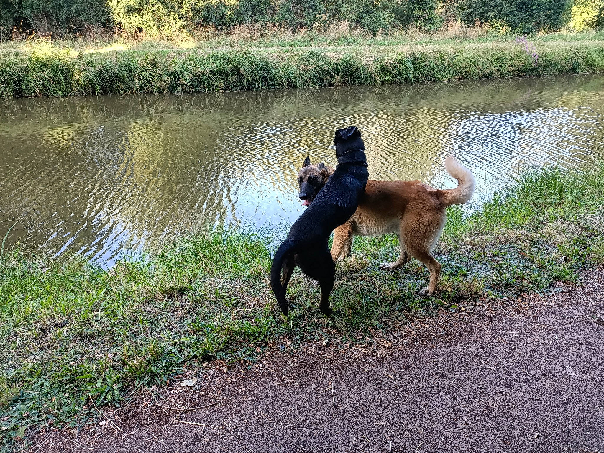 Olga a rejoint le concours — aidez-le/la à gagner de superbes lots ! bank, canidae, carnivore, dog, dog_breed, dog_walking, eurasier, hunting_dog, patterdale_terrier, pond, sporting_group, working_dog