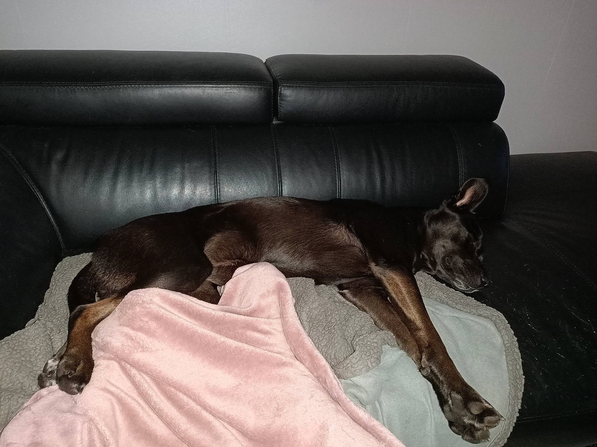 Olga a rejoint le concours — aidez-le/la à gagner de superbes lots ! canidae, carnivore, comfort, companion_dog, couch, dog, dog_breed, furniture, guard_dog, nap