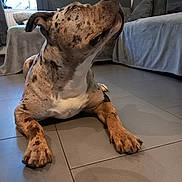 Saïka participe au concours pour gagner de l'argent avec cette photo : dog, pet, canine, spotted_coat, brown_dog, large_dog, sitting, indoor, living_room, tile_floor, sofa, furniture, home, portrait, close_up, long_snout, floppy_ears, paws, relaxed, funny_pose