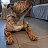 dog, canine, spotted_dog, large_dog, pet, animal, sitting, indoors, living_room, tile_floor, sofa, couch, curtains, window, portrait, head_tilted, floppy_ears, paws, brown_fur, white_chest