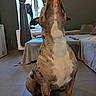 Saïka participe au concours pour gagner de l'argent avec cette photo : dog, dogs, great_dane, spotted_dog, seated, indoor, living_room, sofa, couch, curtains, window, radiator, tiled_floor, home, pet, large_dog, front_view, chest, paws, funny_pose