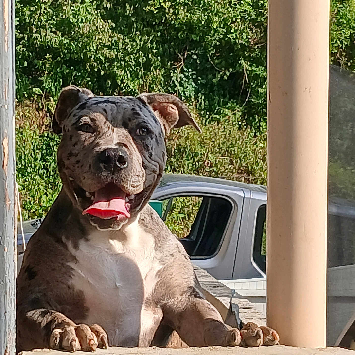 Saïka a rejoint le concours — aidez-le/la à gagner de superbes lots ! dog, pit_bull, canine, pet, short_hair, muscular, gray_and_white, tongue_out, happy, sitting, paws, outdoor, sunlight, greenery, car, balcony, ledge, portrait, animal, playful