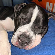 Dice is registered to the contest to win money with this photo: dog, sleeping, close_up, black_and_white, nose, paw, blanket, resting, pet, animal, cozy, fur, indoors, cute, relaxed, snout, face, canine, bed, peaceful
