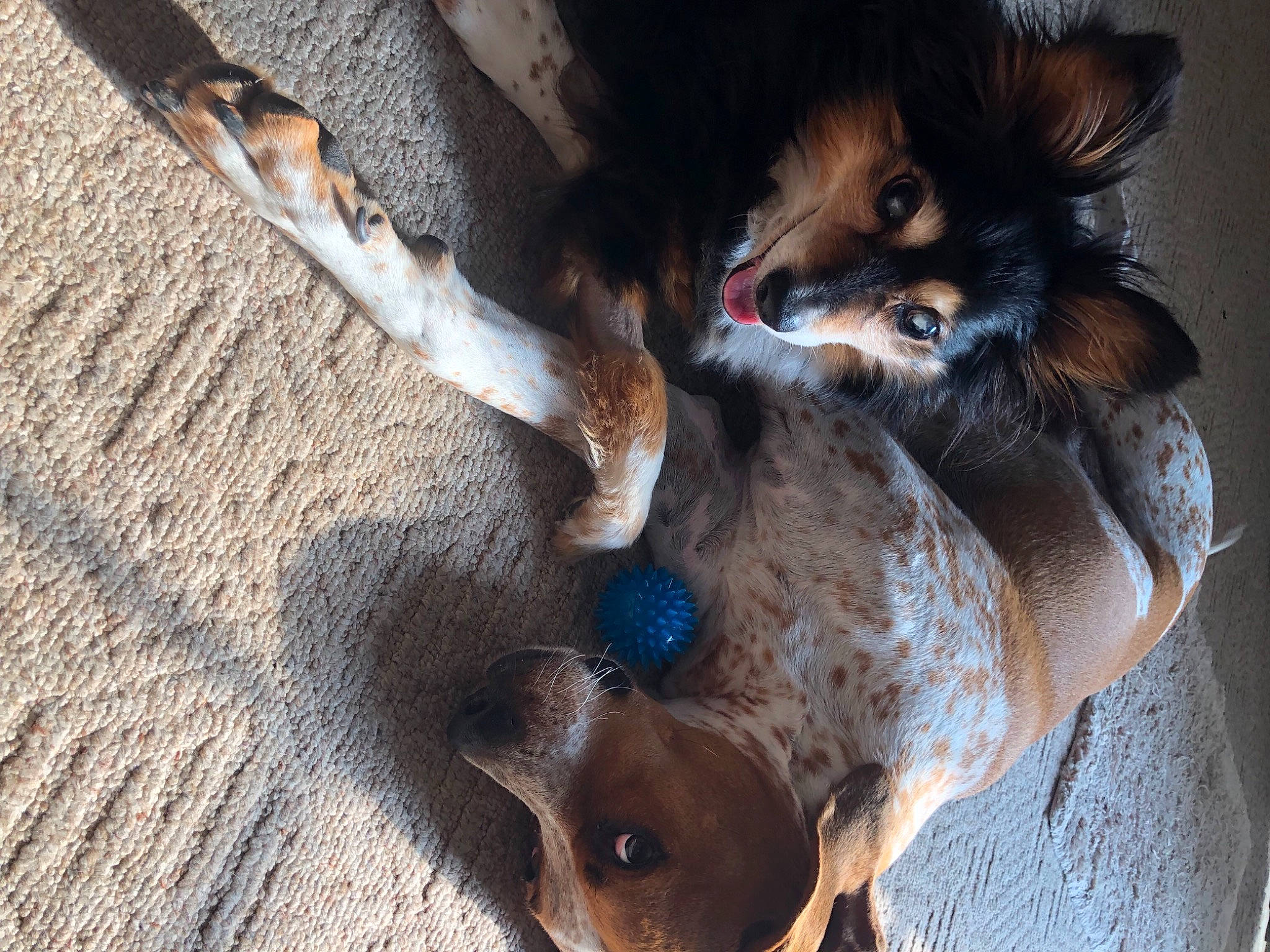 Boozer is registered to the contest to win money with this photo: canidae, carnivore, claw, companion_dog, dog, dog_breed, fawn, felidae, fur, paw, plant, sand, small_to_medium_sized_cats, snout, sporting_group, street_dog, tail, whiskers, wood, working_animal